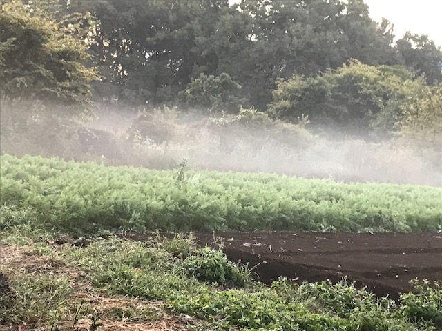 冬の靄 – 俳句の庭