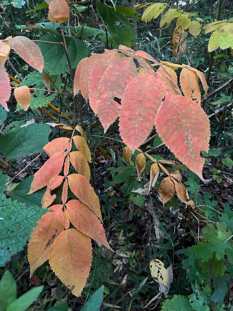 白膠木紅葉(ぬるでもみじ) – 俳句の庭